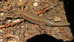 Animals Reptiles lizards