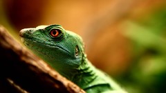 Animals Reptiles lizards