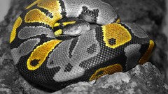 Animals Reptiles snakes