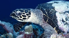 Animals Reptiles turtles