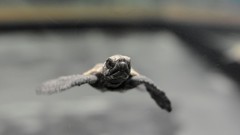 Animals Reptiles turtles