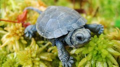 Animals Reptiles turtles baby animals