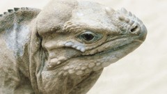 Animals Reptiles wildlife