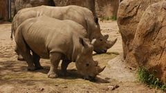 Animals rhinoceros