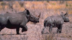 Animals rhinoceros