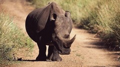 Animals rhinoceros