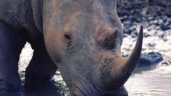 Animals rhinoceros