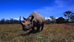 Animals rhinoceros