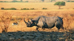 Animals rhinoceros