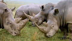 Animals rhinoceros