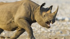 Animals rhinoceros african