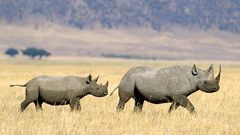 Animals rhinoceros baby animals