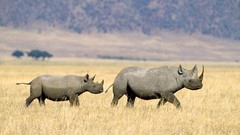 Animals rhinoceros baby animals