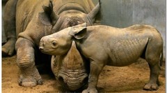 Animals rhinoceros baby animals