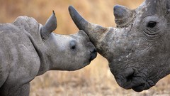 Animals rhinoceros baby animals