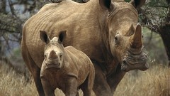 Animals rhinoceros baby animals