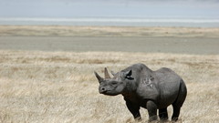 Animals rhinoceros black rhinoceros