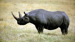 Animals rhinoceros black rhinoceros