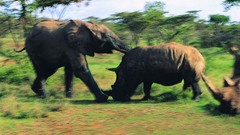 Animals rhinoceros elephants