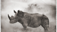 Animals rhinoceros monochrome