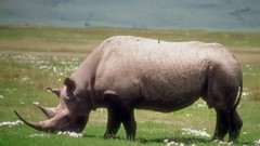 Animals rhinoceros wildlife