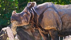 Animals rhinoceros wildlife
