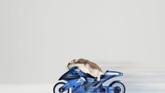 Animals riding hamsters motorbikes