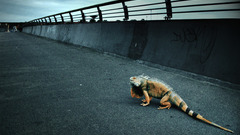 Animals roads iguana