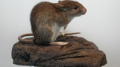 Animals rocks brown Rats