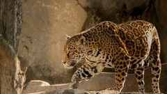 Animals rocks jaguars feline