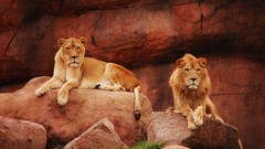 Animals rocks Lions