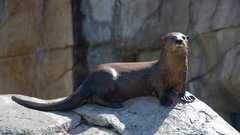 Animals rocks Otters