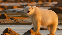 Animals rocks Polar Bears