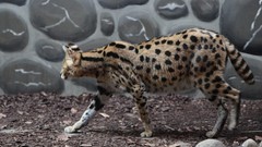 Animals rocks serval Spotted