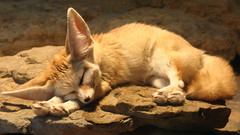 Animals rocks sleeping fennec
