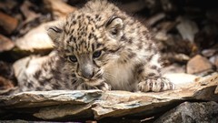 Animals rocks snow leopards baby animals