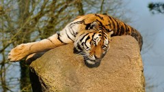 Animals rocks Tigers blurred background