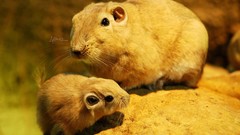 Animals rodent