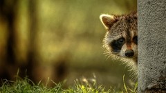 Animals rodent racoon