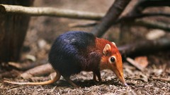 Animals Rodents shrew