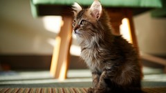 Animals room cats chairs Kittens