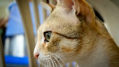 Animals room cats Kittens