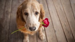 Animals roses Dogs pets