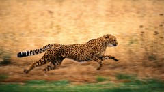 Animals running cheetahs