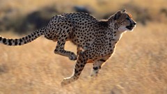 Animals running cheetahs