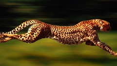 Animals running cheetahs
