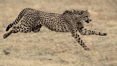 Animals running cheetahs