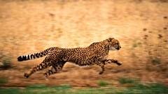 Animals running cheetahs