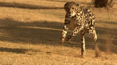 Animals running cheetahs feline