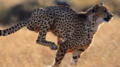 Animals running cheetahs feline